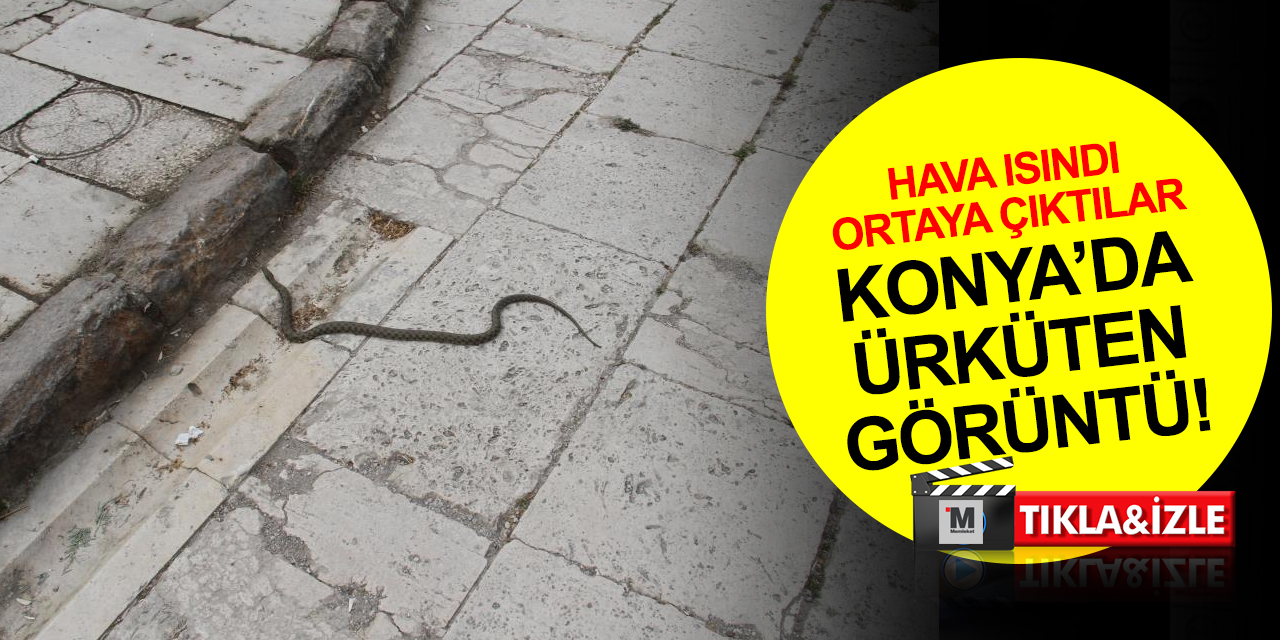 Konya’da ürküten görüntü! Havalar ısındı yılanlar ortaya çıkmaya başladı