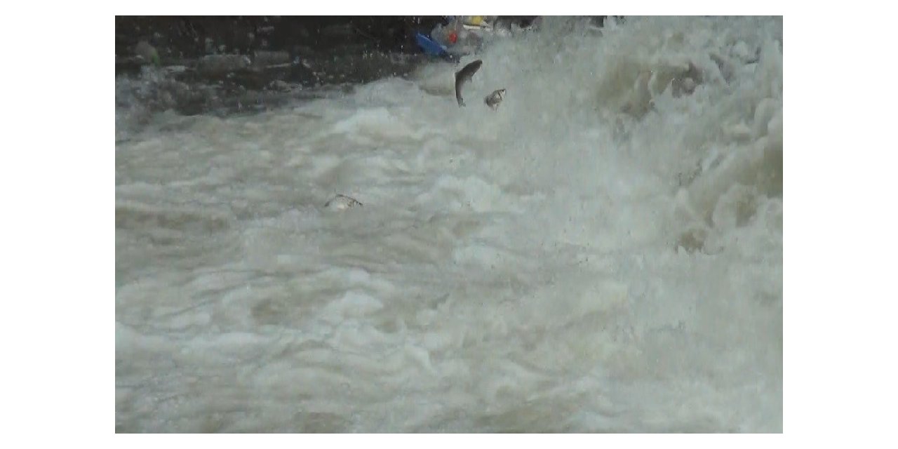 Kars’ta balıkların ’ölüm’ göçü başladı