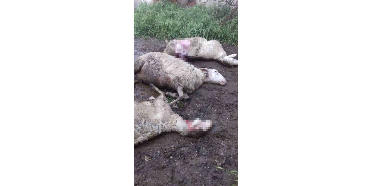 Selendi’de aç kalan kurtlar ağıldaki koyunları telef etti