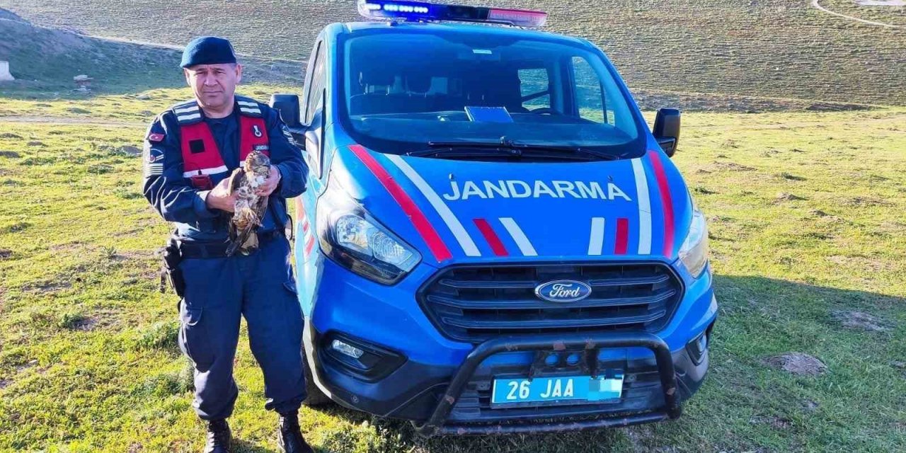 Yaralı halde bulunan ‘Şahin’ jandarma ekiplerince tedavi ettirildi