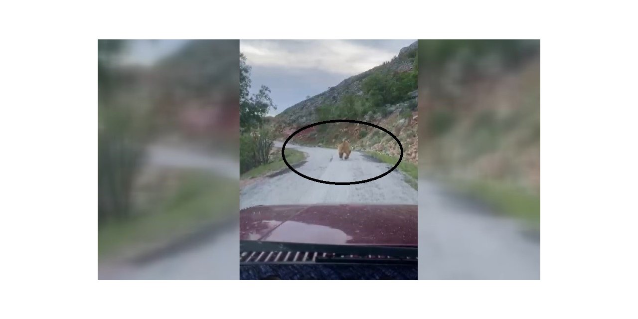 Yola inen bozayı görüntülendi