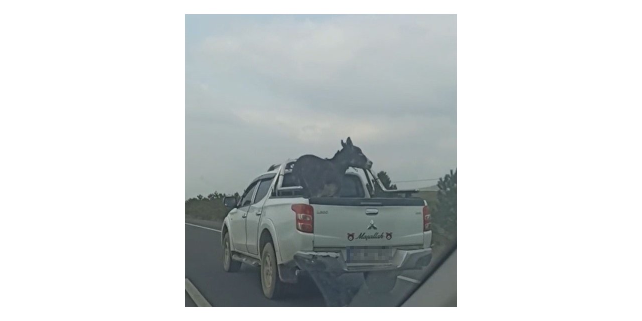 Pikap kasasına bağlanan eşek yürekleri ağza getirdi