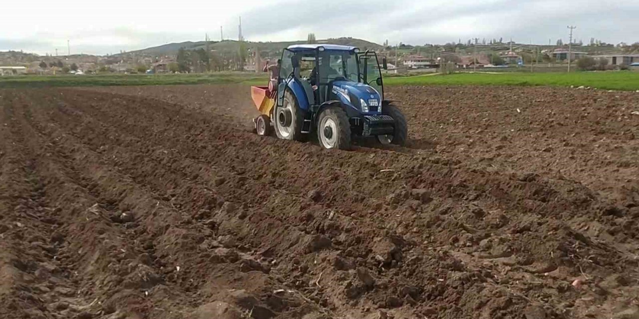 Tohumluk patatesler toprakla buluştu