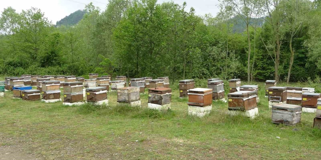 Bahar yağmurları arıcıların yüzünü güldürdü