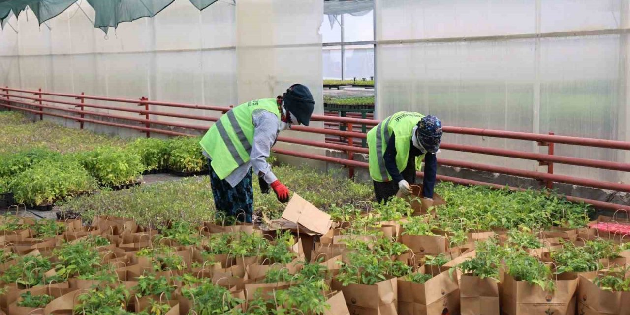 Gölbaşı Belediyesi’nden ata tohumu fidesi