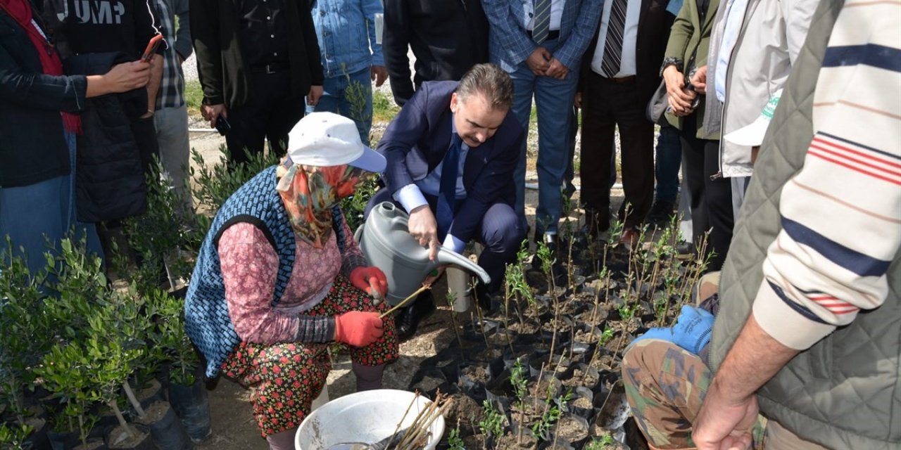 Kursiyerler uygulamalı olarak zeytin budadı