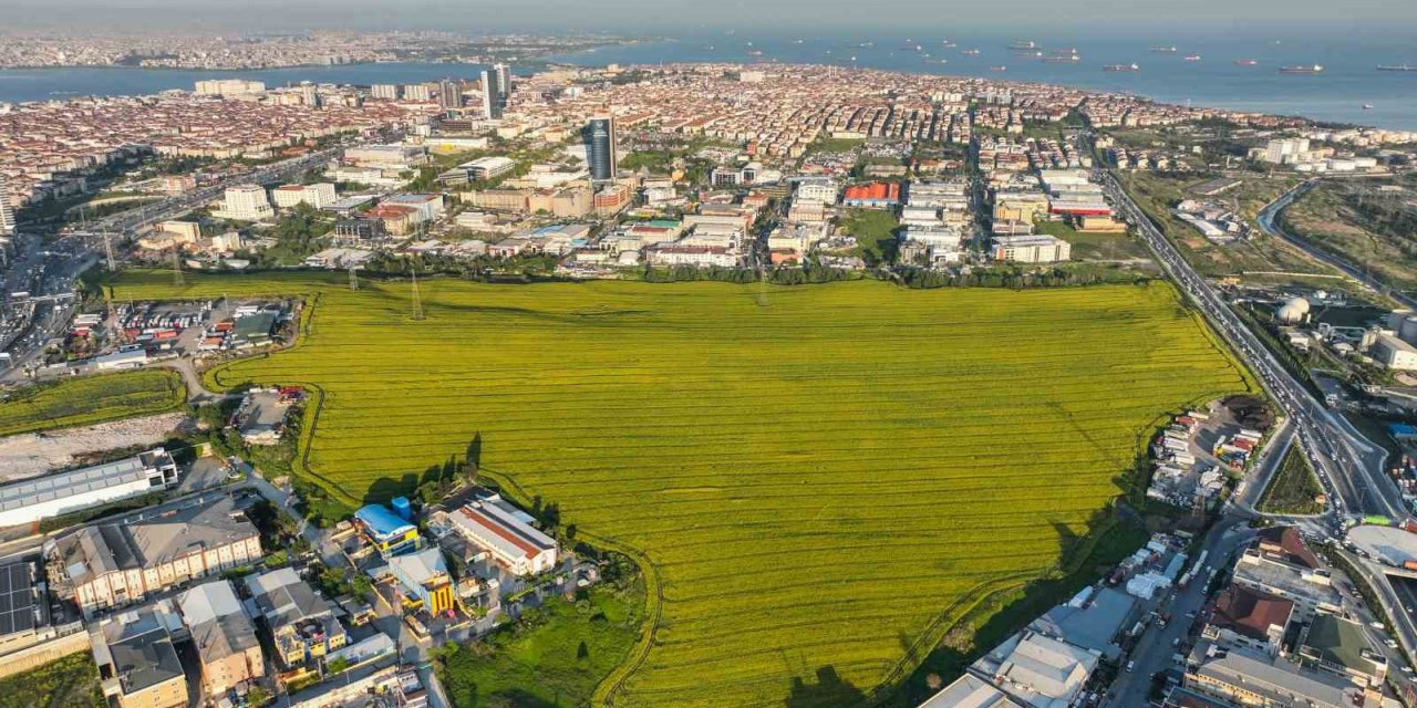 Istanbul’da Kanola Tarlası manzarası görenleri mest etti