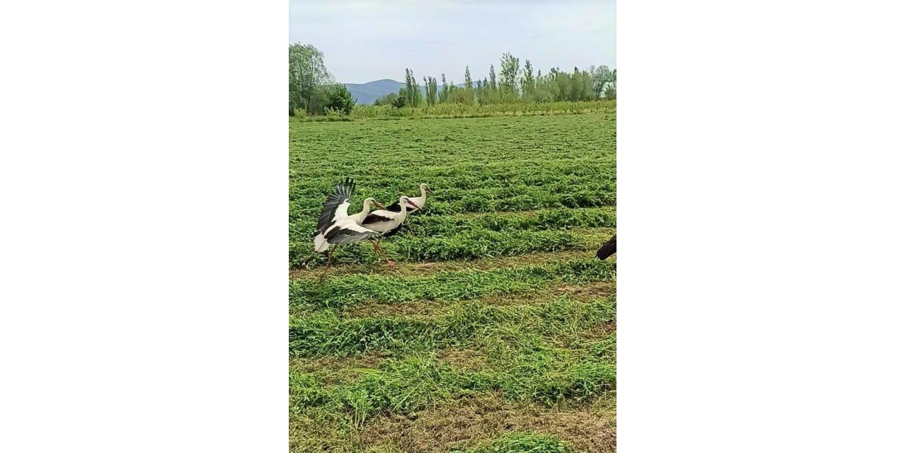 Leylekler hasattan payına düşeni aldı