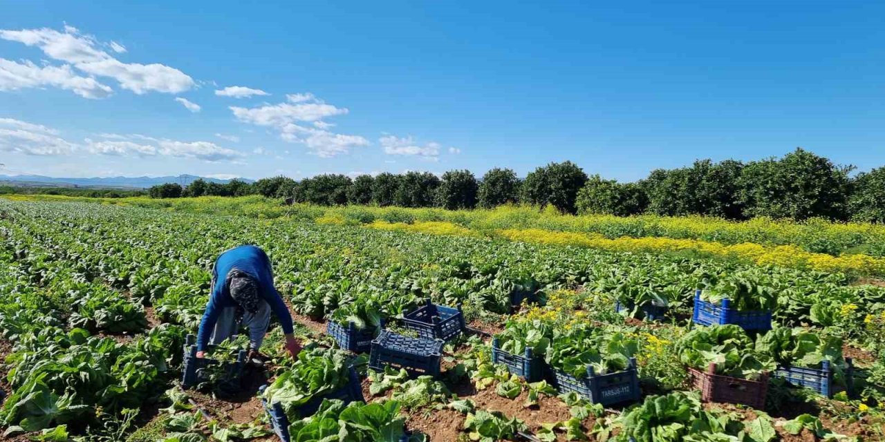 Tarımda üretici enflasyonu nisanda yüzde 71,52’ye geriledi