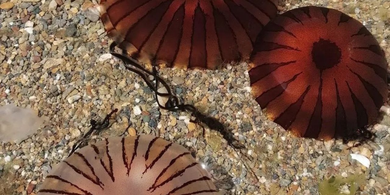 Erdek ve Kapıdağ yarım adası kıyılarında pusula denizanası uyarısı