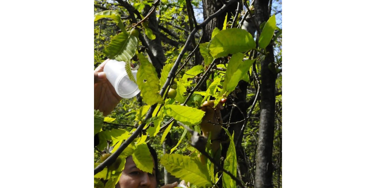 Kastamonu’da ’katil gal arısı’yla mücadele devam ediyor