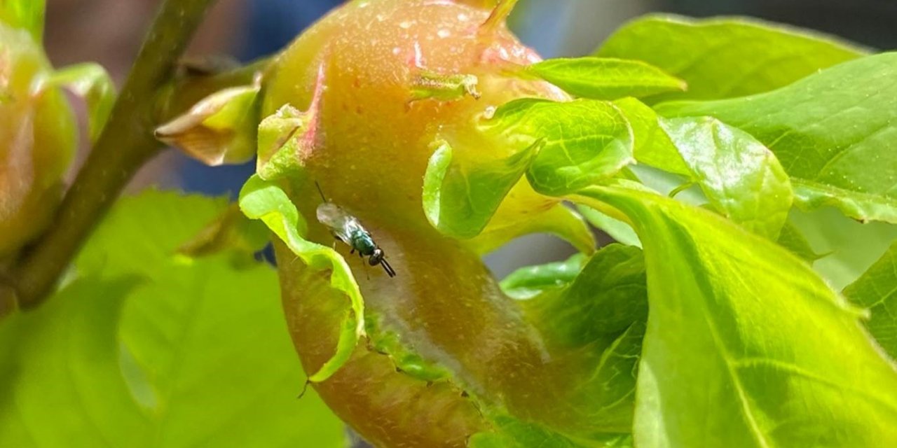 Terminatör böcekler katil arılarla savaşacak