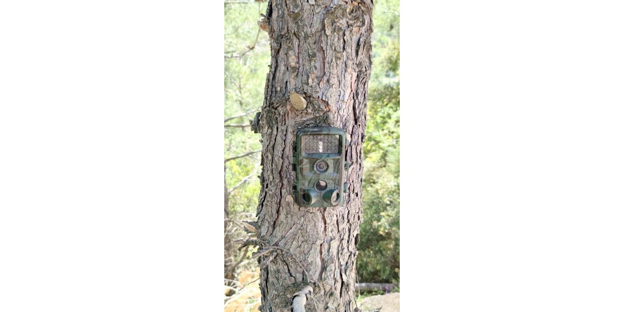 Fotokapanlar yaban hayatını korumak için kuruldu