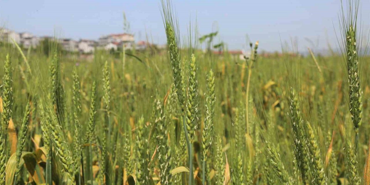 Gölcük Belediyesi buğday yetiştiriyor