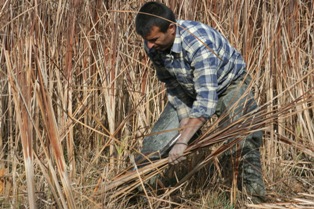 Sazlıklar, onlar için geçim kaynağı
