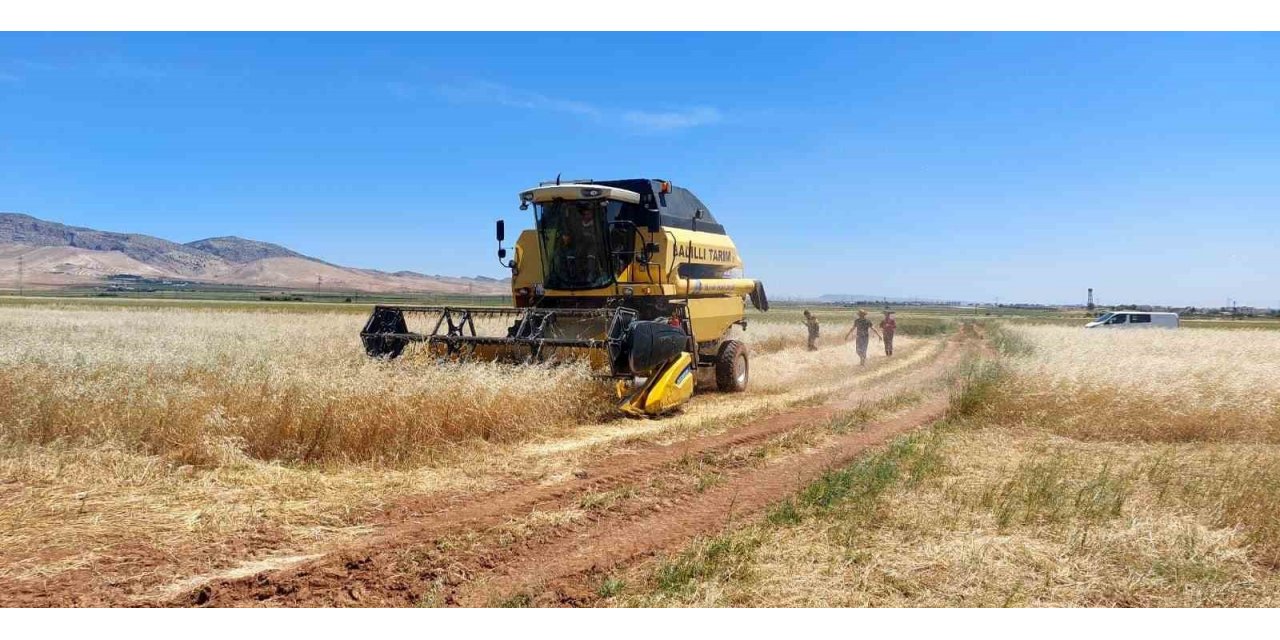 Mardin’de ilk arpa hasadında verim artışı çiftçinin yüzünü güldürdü