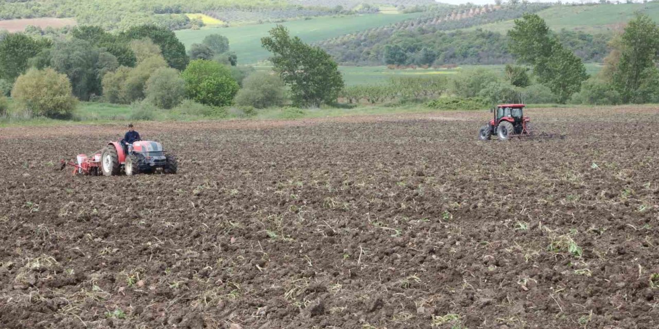 Ayçiçeği ve Buğday tohumları toprakla buluşuyor