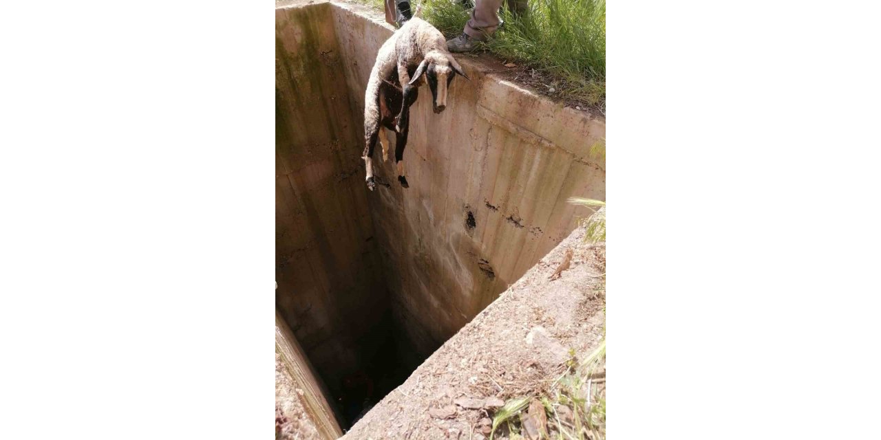 Kuyuya düşen 10 küçükbaş hayvan tek tek kurtarıldı