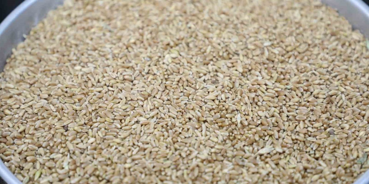 Hasat sezonunun ilk mahsul buğdayı GTB’de işlem gördü