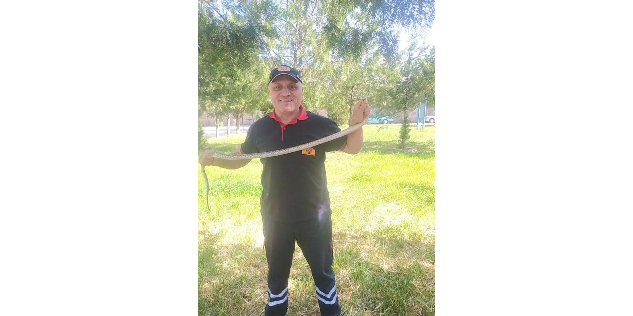 Ağaca çıkan yılan paniğe neden oldu