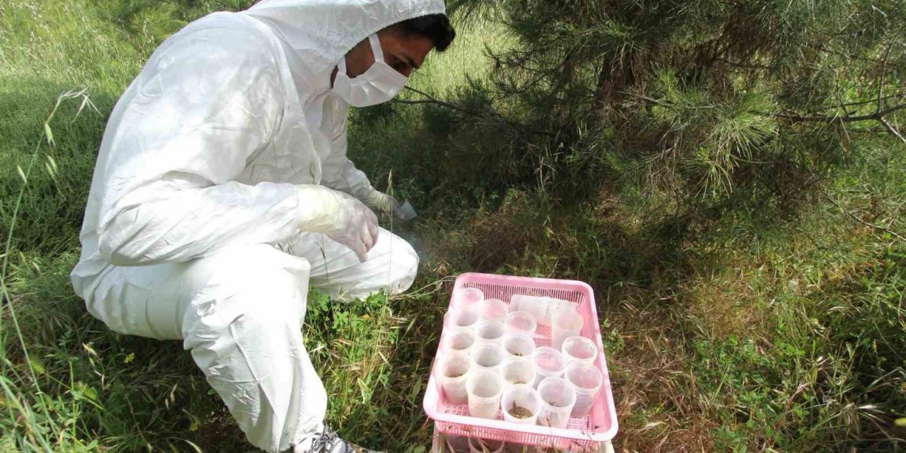 İzmir Aliağa’da ‘terminatör’ böcekler doğaya salındı
