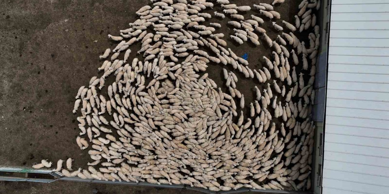 Yüzlerce süt kuzusu, anneleriyle buluştu