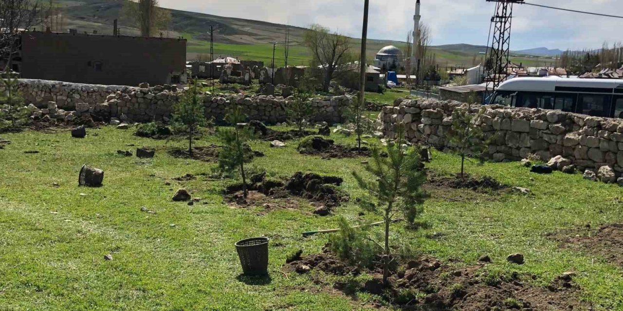 Ulaş’a 8 bin çam fidanı dikildi