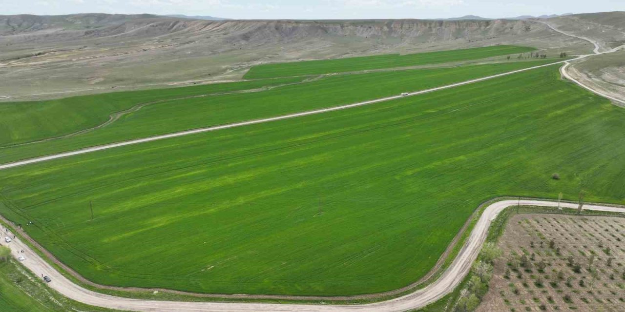Yağışlarla birlikte bozkırda umutlar yeşerdi