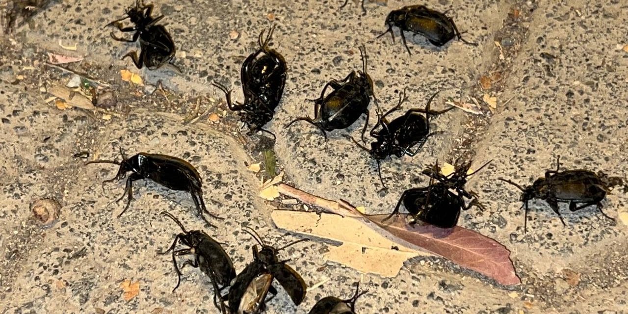 Suriye sınırındaki ilçeyi böcekler istila etti