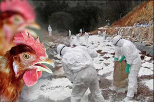 Kuş giribi geri mi dönüyor?