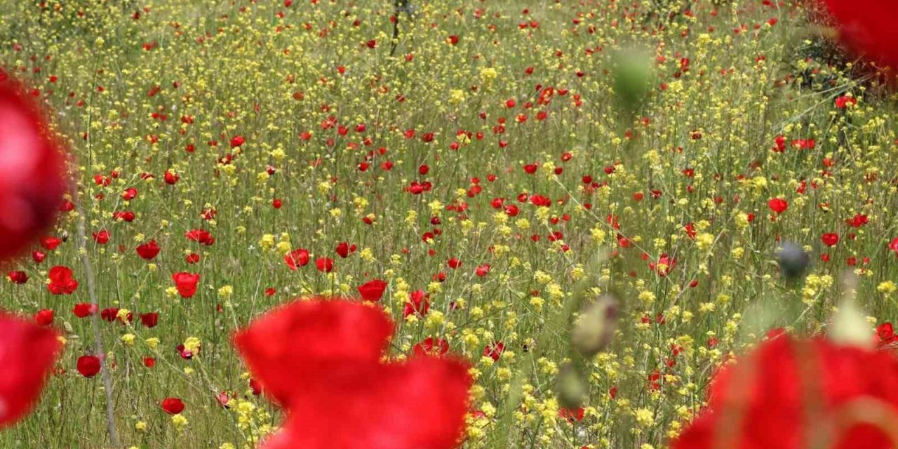 Gelincikler doğayı süsledi