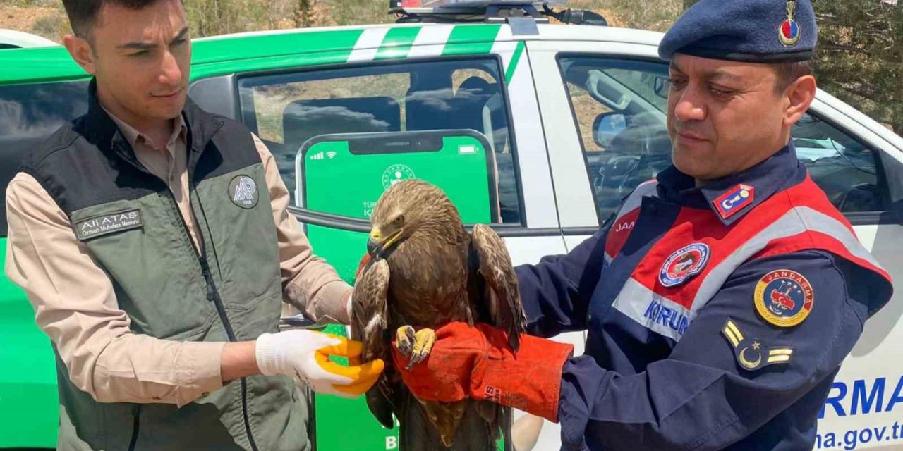 Kanadı kırık kartala jandarma sahip çıktı