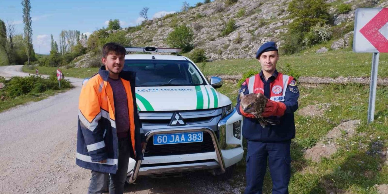 Tokat’ta yaralı bulunan kartal tedavi altına alındı