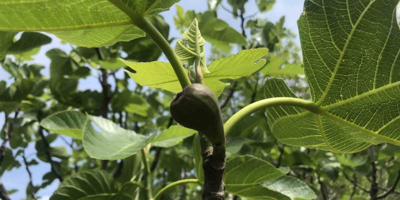 Antalya’da incir bahçeleri sezona hazırlanıyor