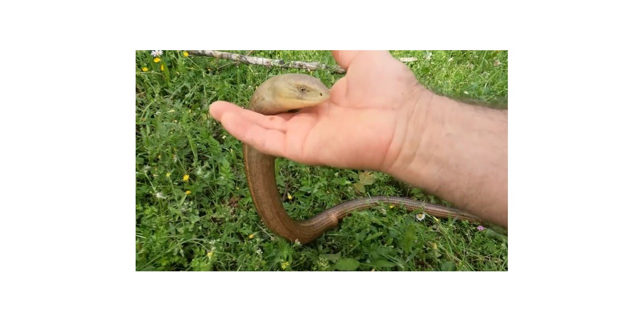 Zararsız olduğunu ispatlamak için eliyle dadikalarca sevdi