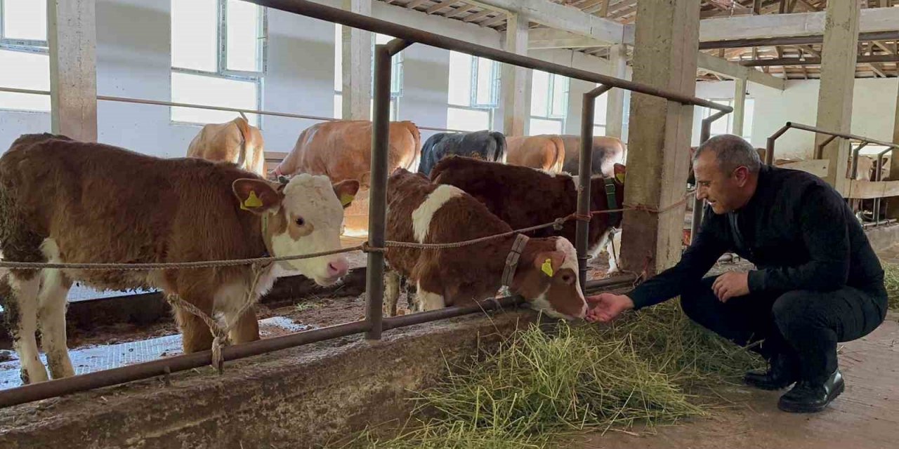 Ordu’da besiciler yeni ahır sistemini benimsedi
