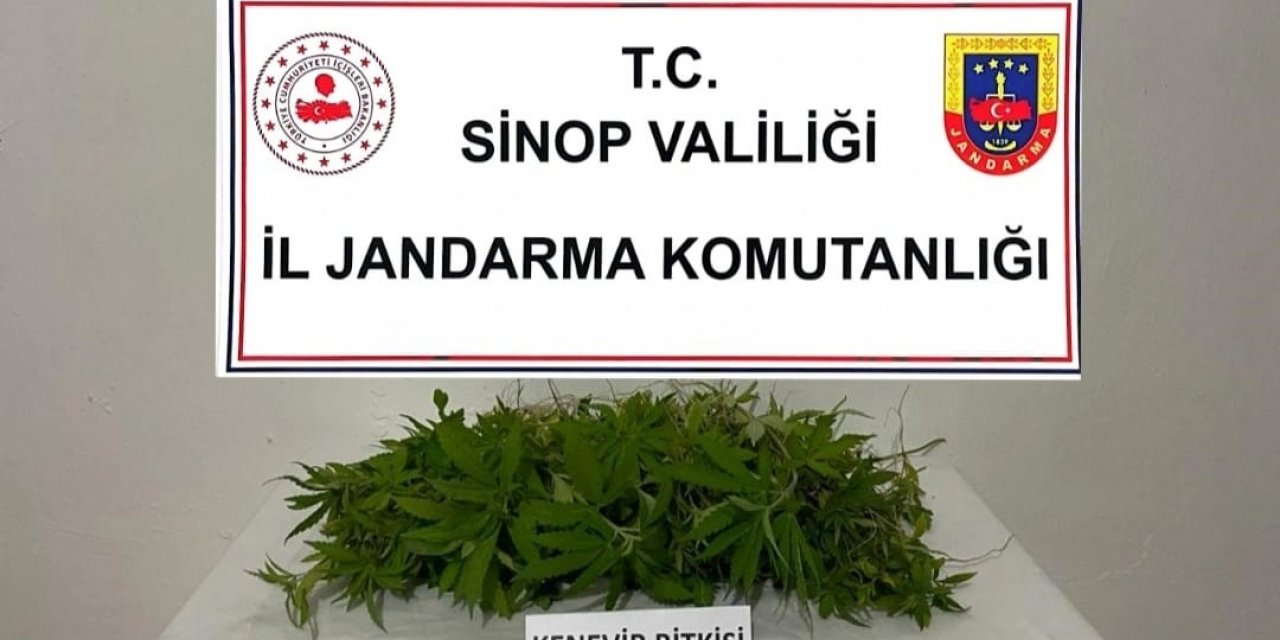 Sinop’ta 226 kök kenevir ele geçirildi