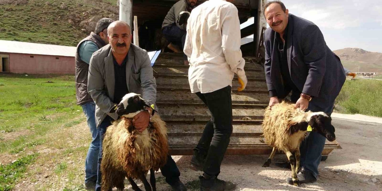 Köylerine geri dönen çiftçilere küçükbaş hayvan desteği