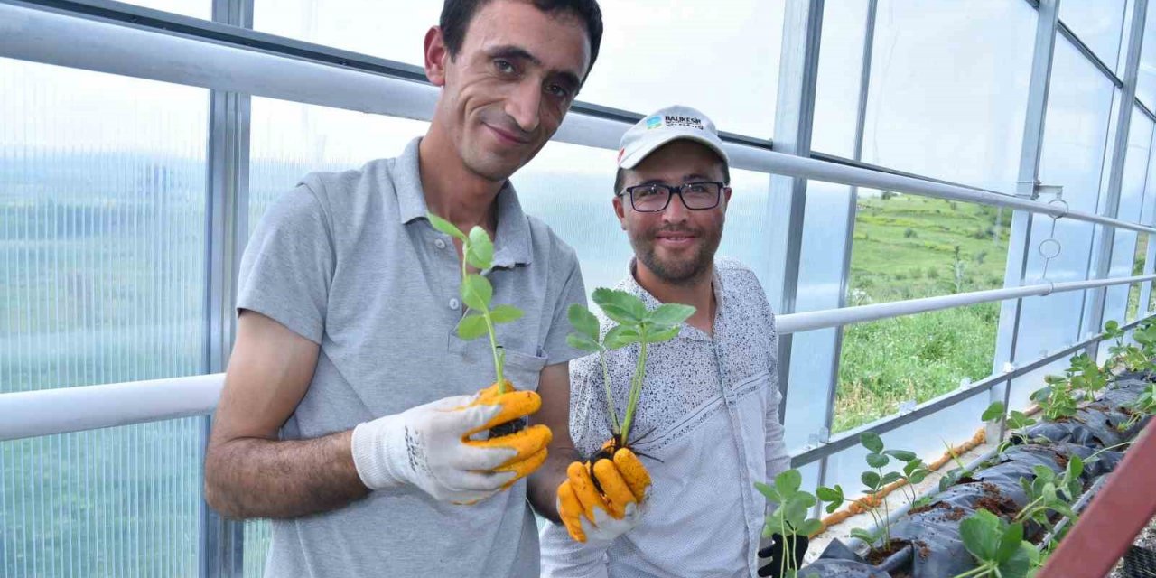 Jeotermal serada 10 bin kök çilek dikildi