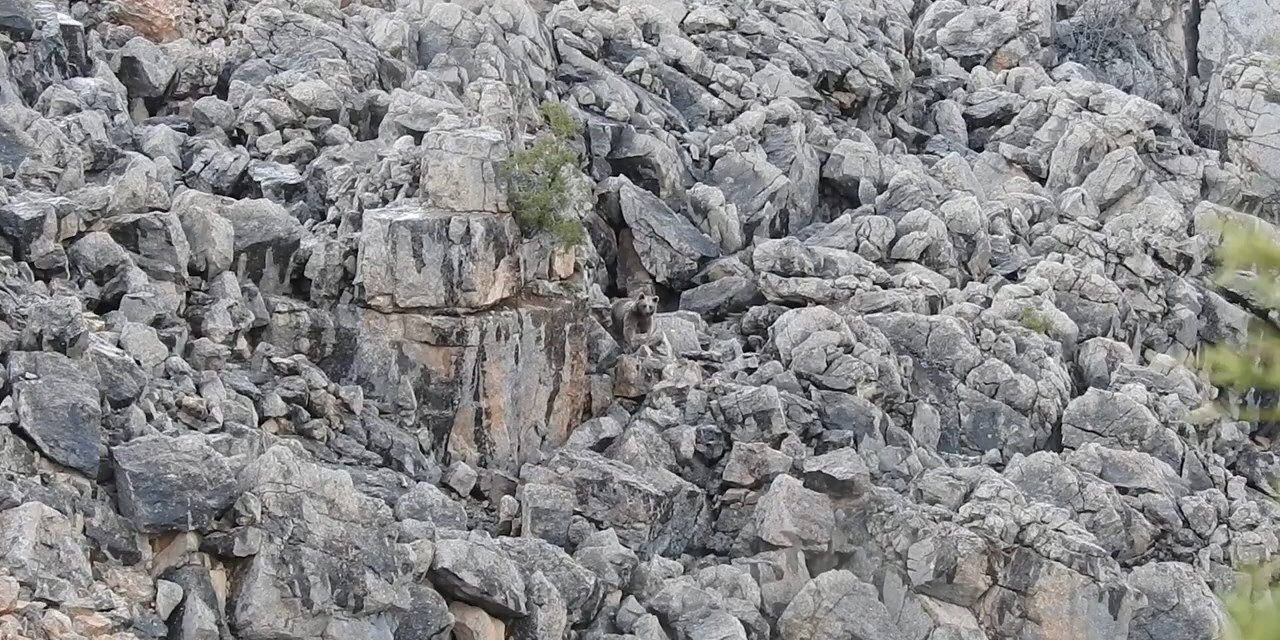 Zorlu yolları aştı anne ayı ve yavrularını inlerinde görüntülemeyi başardı