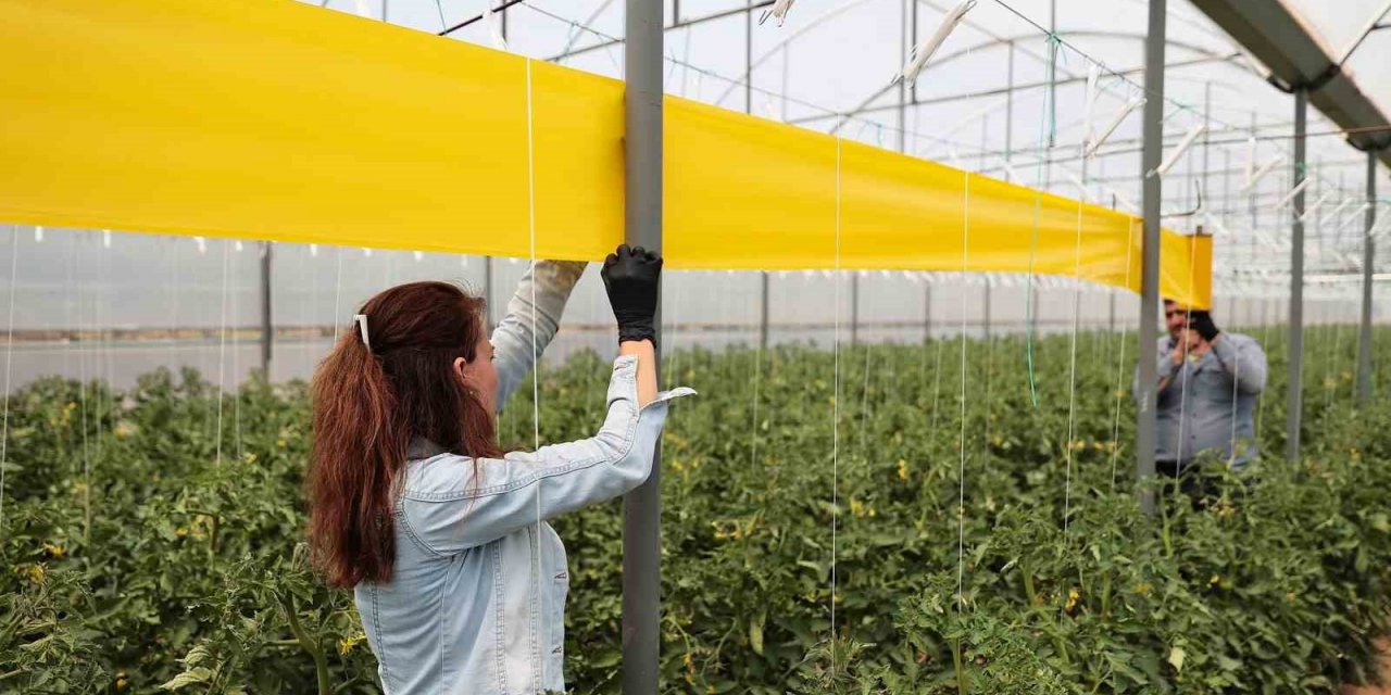 Denizlili üreticilere haşerelerle mücadele desteği sürüyor