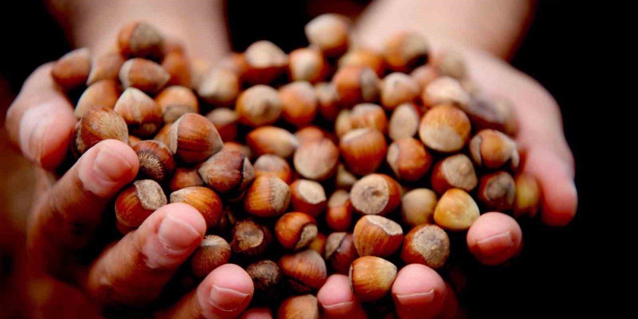 Bin 430 ton fındık ihraç edildi