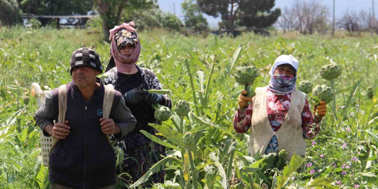 Aydın’da enginar hasadında sona yaklaşıldı