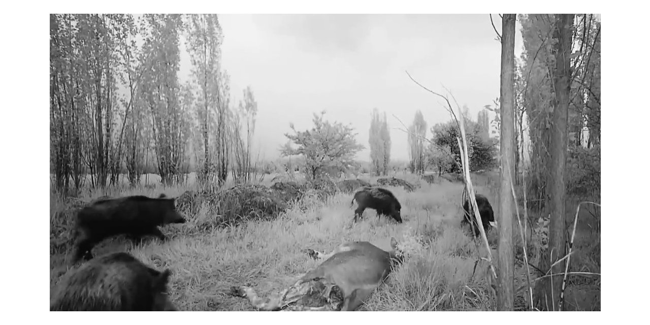 Popülasyonu artan domuz sürüsü havadan görüntülendi