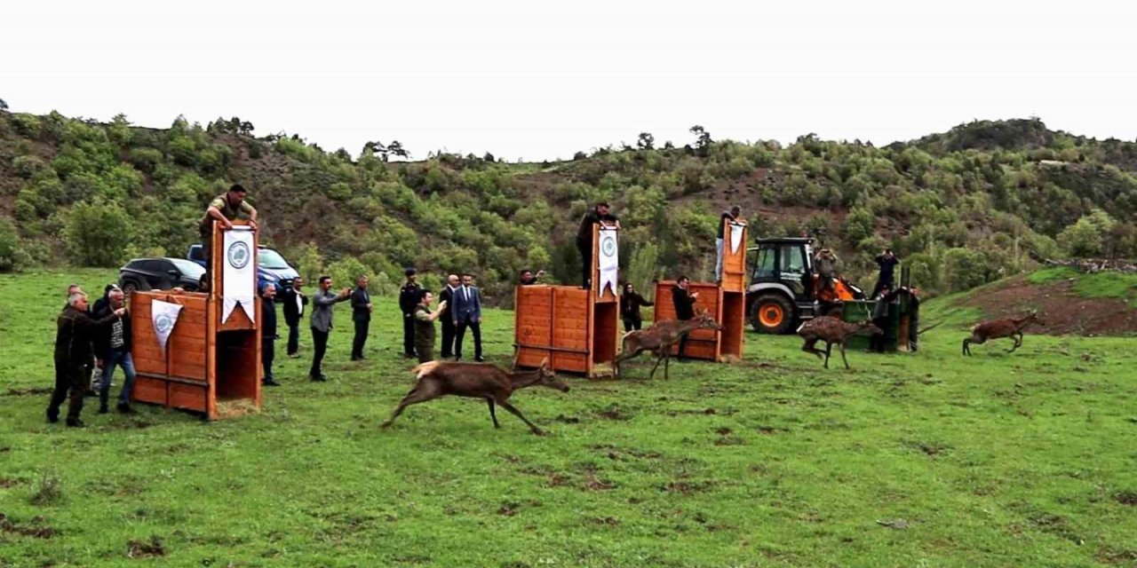 Çorum’da 4 kızıl geyik doğaya salındı