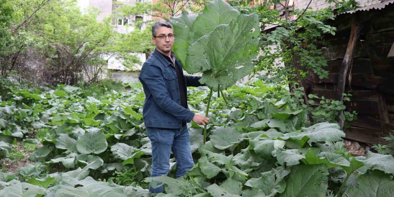 Şemsiye değil kabalak otu
