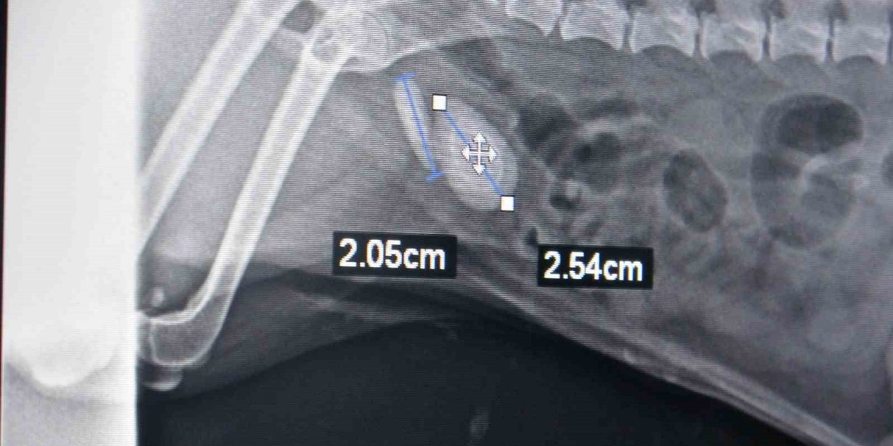 Evcil hayvanınızda bu şikayetler varsa dikkat, ölümle sonuçlanabilir