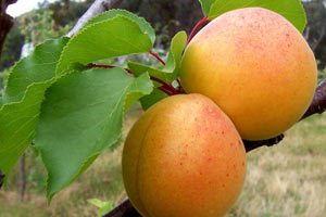 Kalp krizinden koruduğu ortaya çıktı
