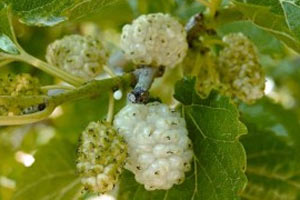 Mide hastalıkları ve ülsere iyi geliyor