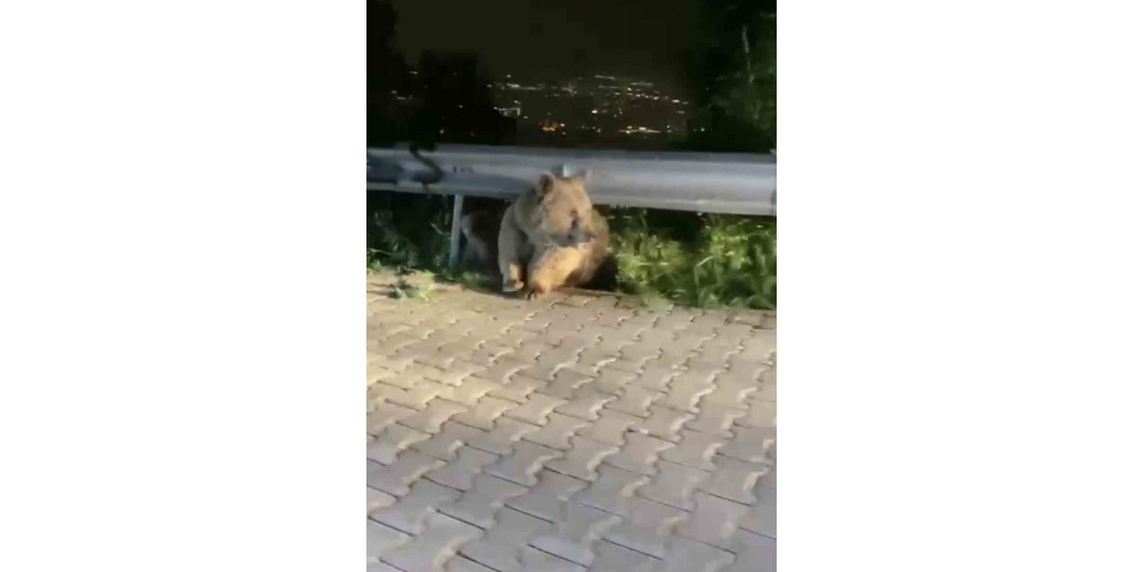 Bursa’da yabani hayvanlar şehir merkezinde